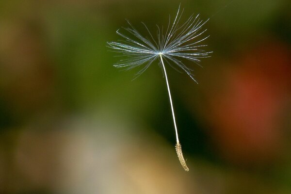 Macro shooting of dandelion seed