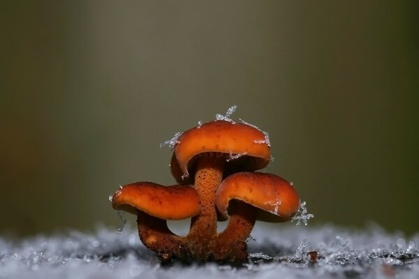 Red mushrooms with snowflakes around