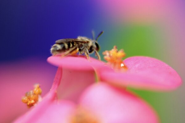 Утренний медосбор, пчела в розовых цветах собирает пыльцу