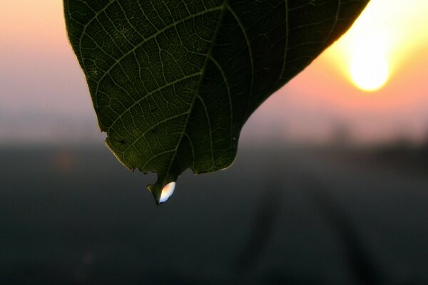 Dew drips from a green leaf