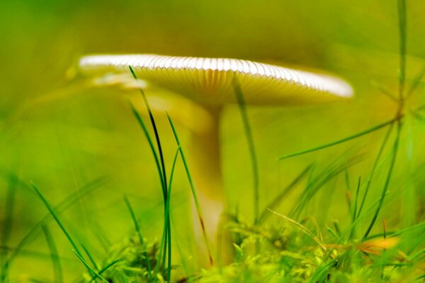 A mushroom growing in green grass