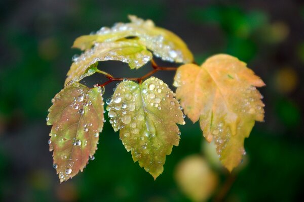 Gocce di rugiada su foglie verde-gialle