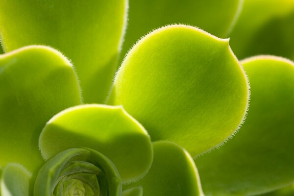 Schöne Blume mit grünen Zotten