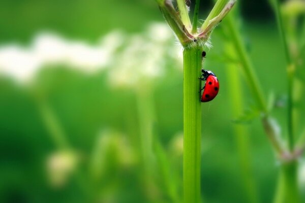 Foto sfondi natura verde. Carta da parati verde sul telefono con coccinella. Coccinella sul gambo della pianta