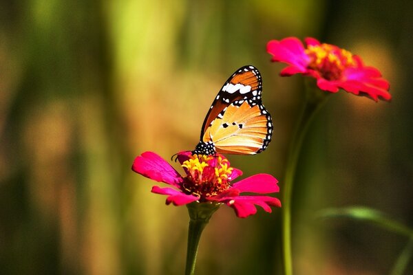 La mariposa se sienta en una flor rosa brillante