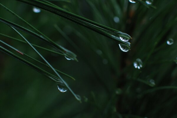 Dew drops on the green grass