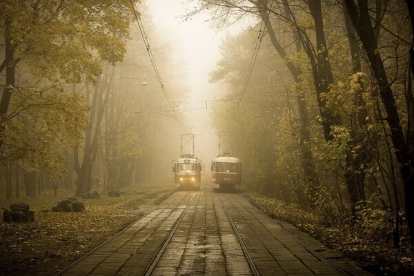 Dwa tramwaje spotkały się w lesie