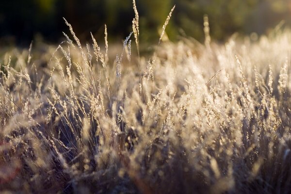 Trockenes Gras und Pflanzen auf dem Feld