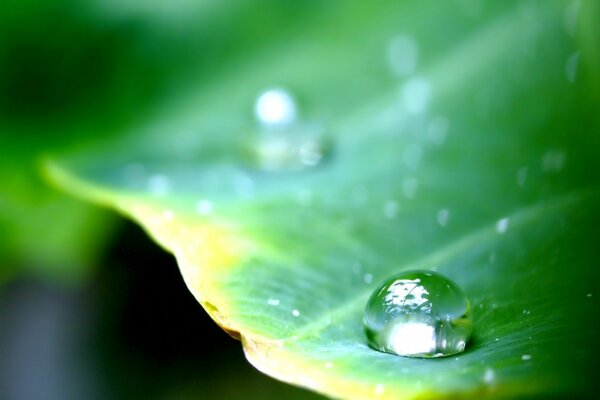 A dewdrop on a green petal