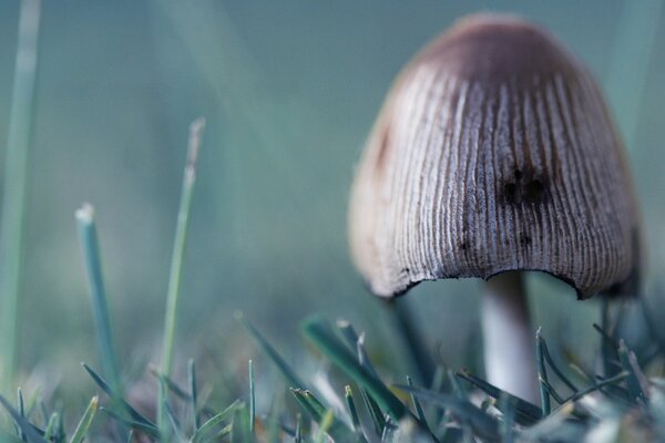 Triste petit champignon dans la clairière