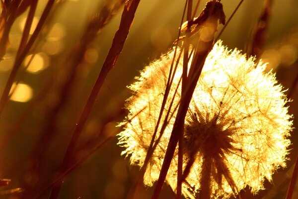 Sunlight shines through a fluffy dandelion