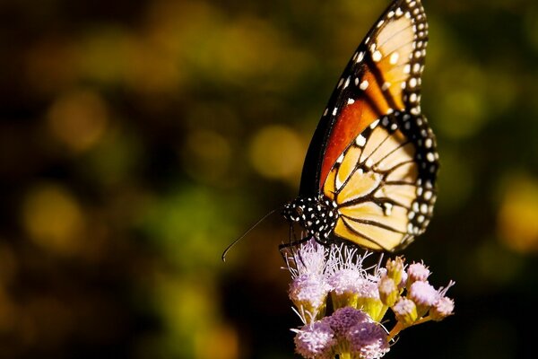 Żółty motyl siedzi na kwiatku