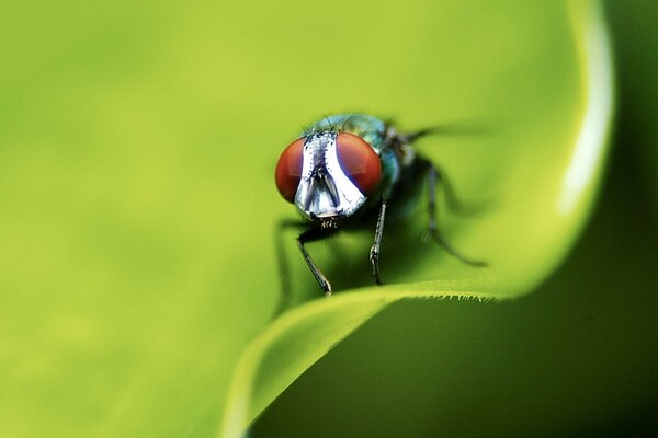 La mosca si sedette su un foglio, un sacco di occhi piccoli piedi