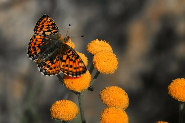 Una farfalla luminosa si siede su un fiore arancione