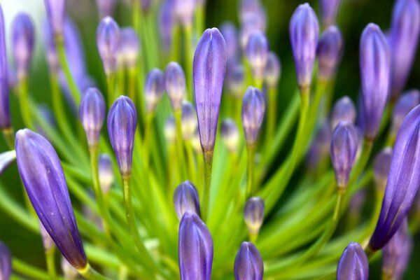 Lilac petals of blooming flowers