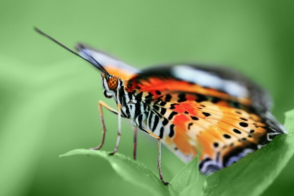 A bright butterfly sits on green leaves