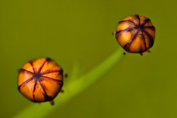 Foto borrosa de una planta y dos frutas brillantes. Fotos de plantas de frutas brillantes