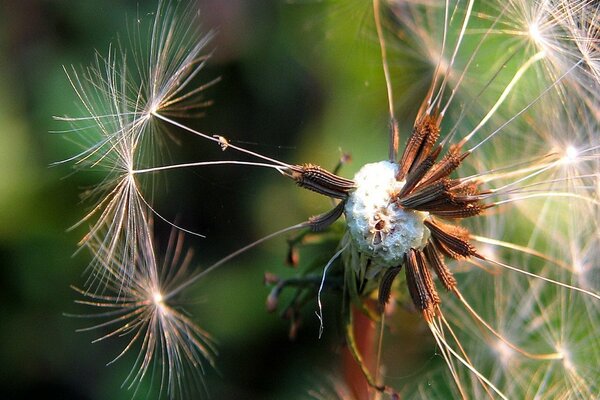 Las últimas semillas de diente de León en flor