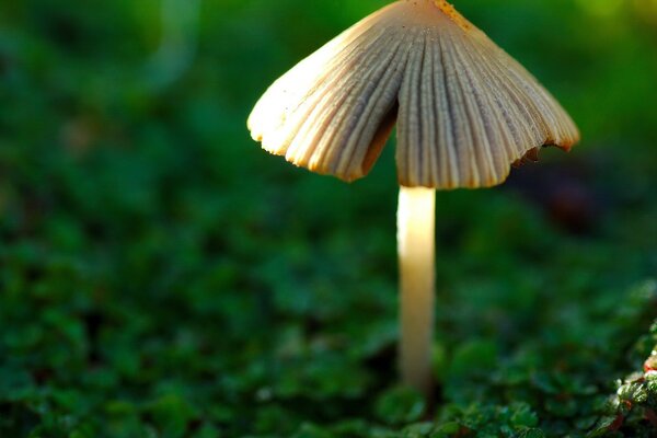 Mały grzyb w zielonej trawie