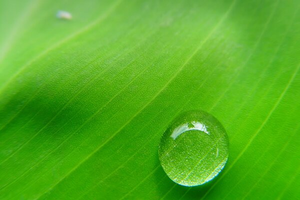 Natürliche natürliche Linse, das Blattgrün ist durch einen Regentropfen sichtbar