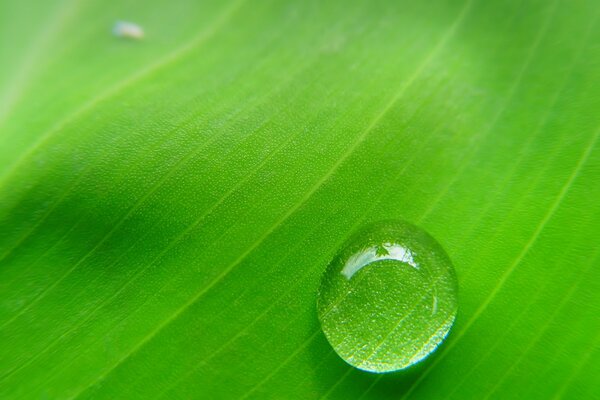 Lente naturale naturale, verde foglia visibile attraverso la goccia di pioggia