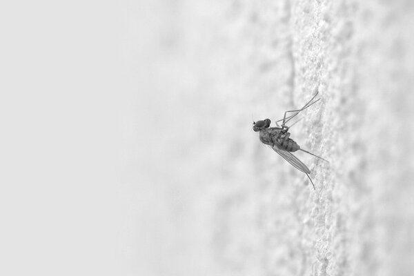 Белый комар на светлом фоне