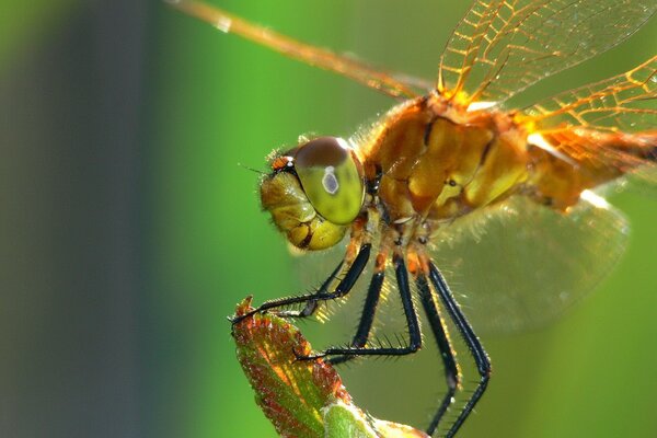 Libellule sur un brin d herbe sur fond vert