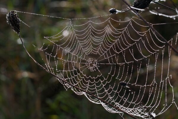 Toile d araignée dans la rosée, sensation de froid