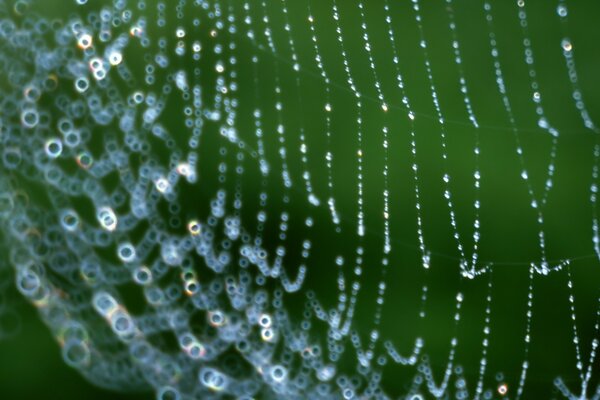 Dew drops on a spider web on a background of greenery