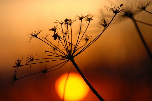 Ein Zweig einer trockenen Pflanze bei Sonnenuntergang