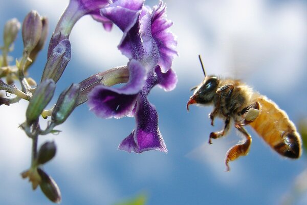 Abeja trabajadora y flor púrpura