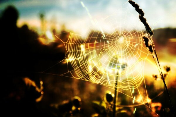 Cobwebs and grass at sunset