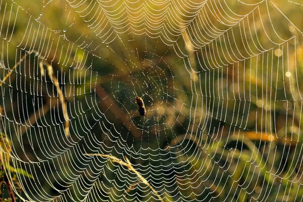 Araña acurrucada en una red húmeda