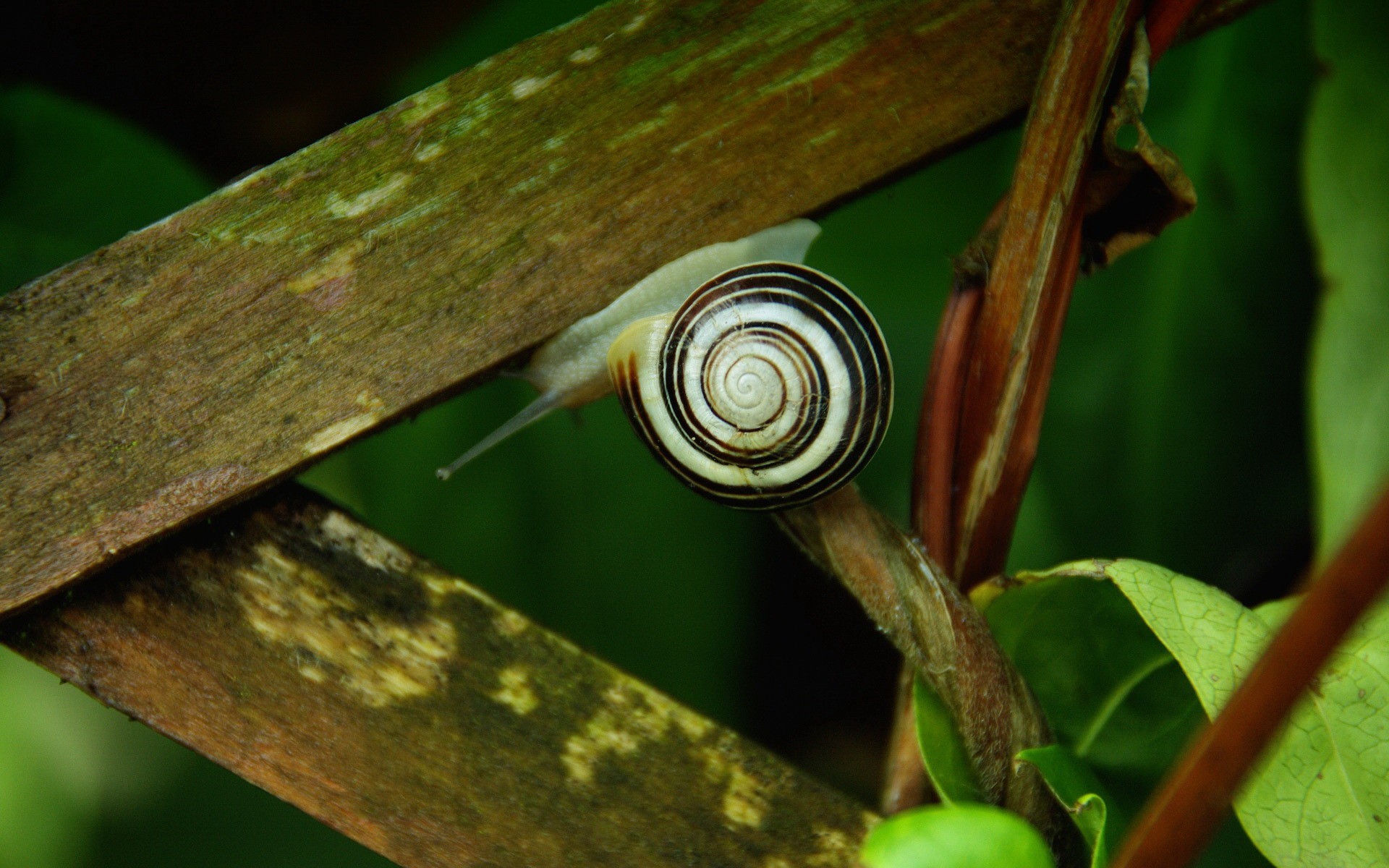 caracol verde hojas