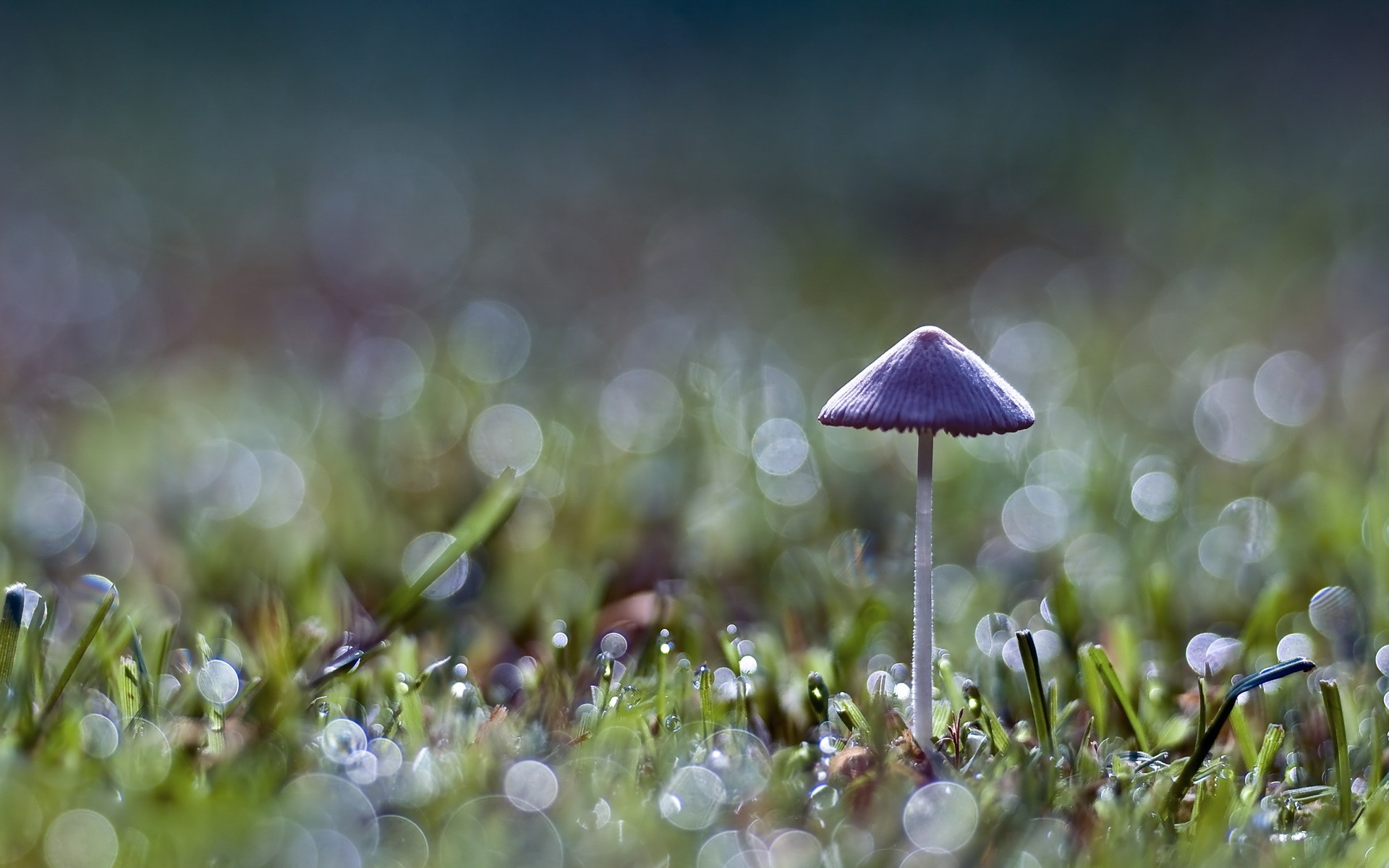 champignon herbe vert