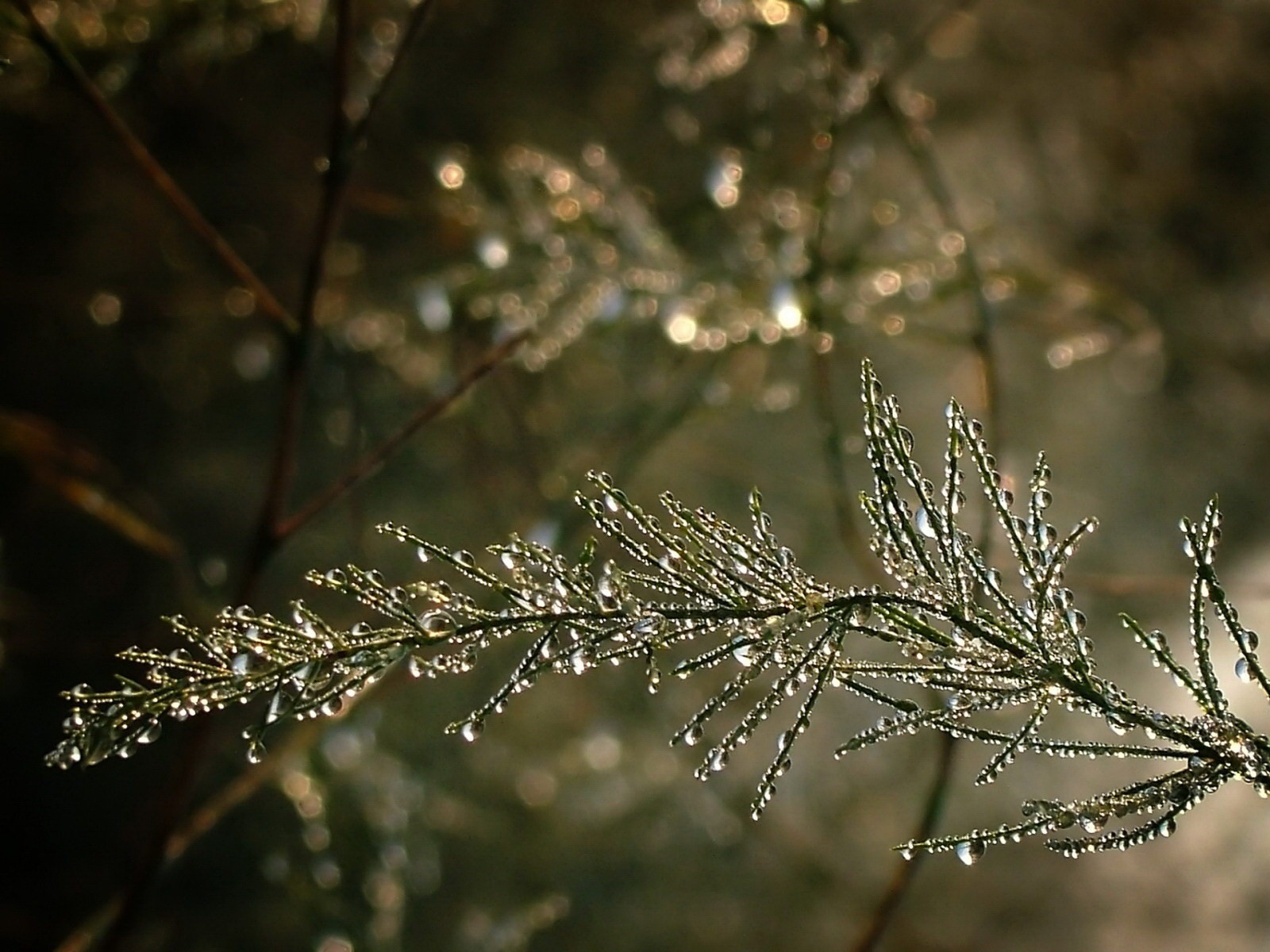 branch drop