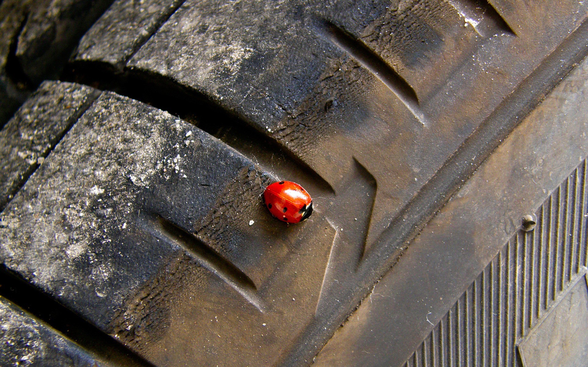 wheel beetle