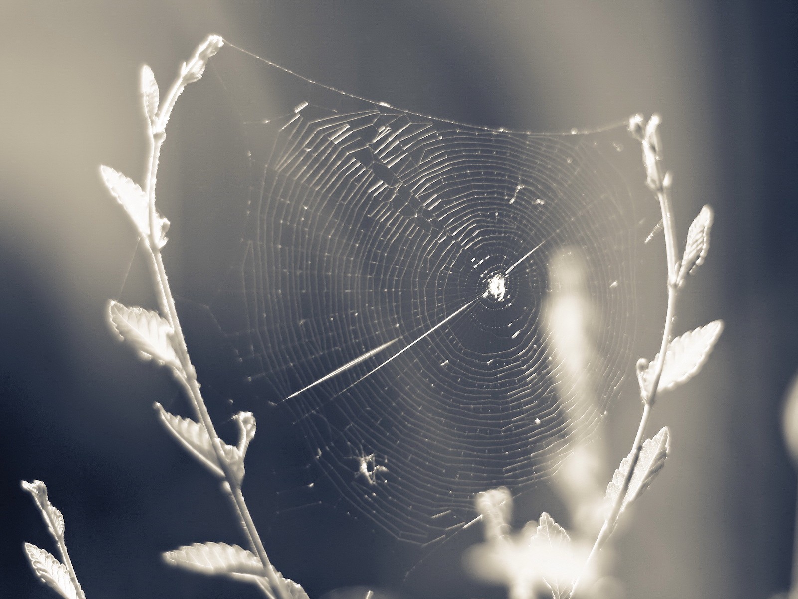 white web