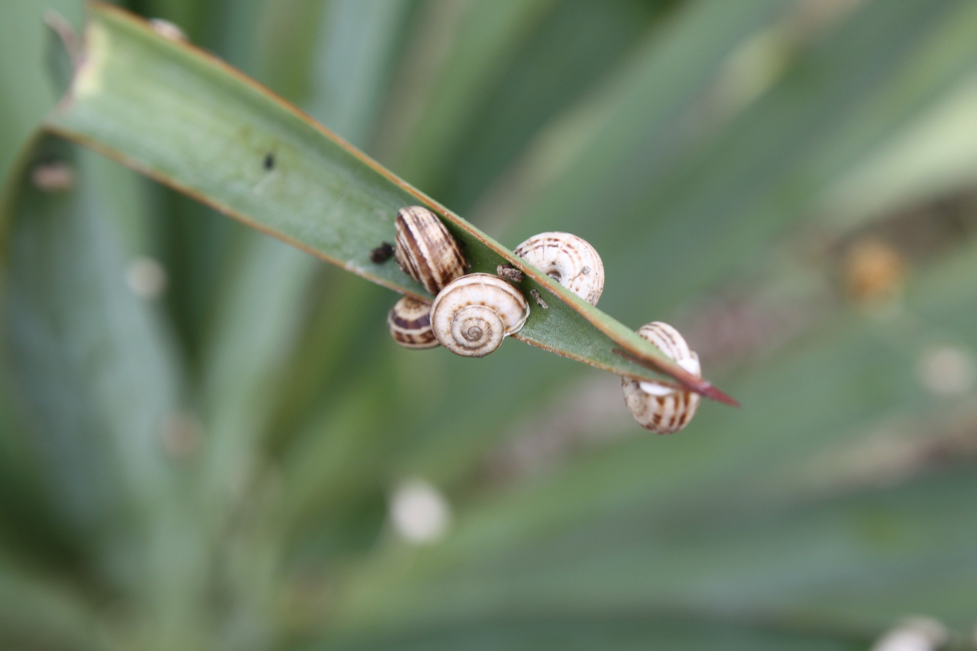 schale schnecke gras sommer