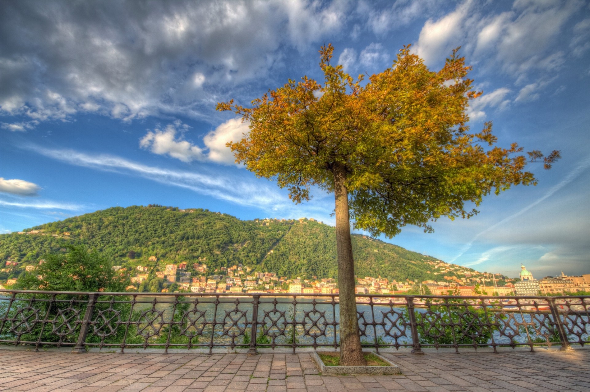 italien lombardei baum see comer see promenade como