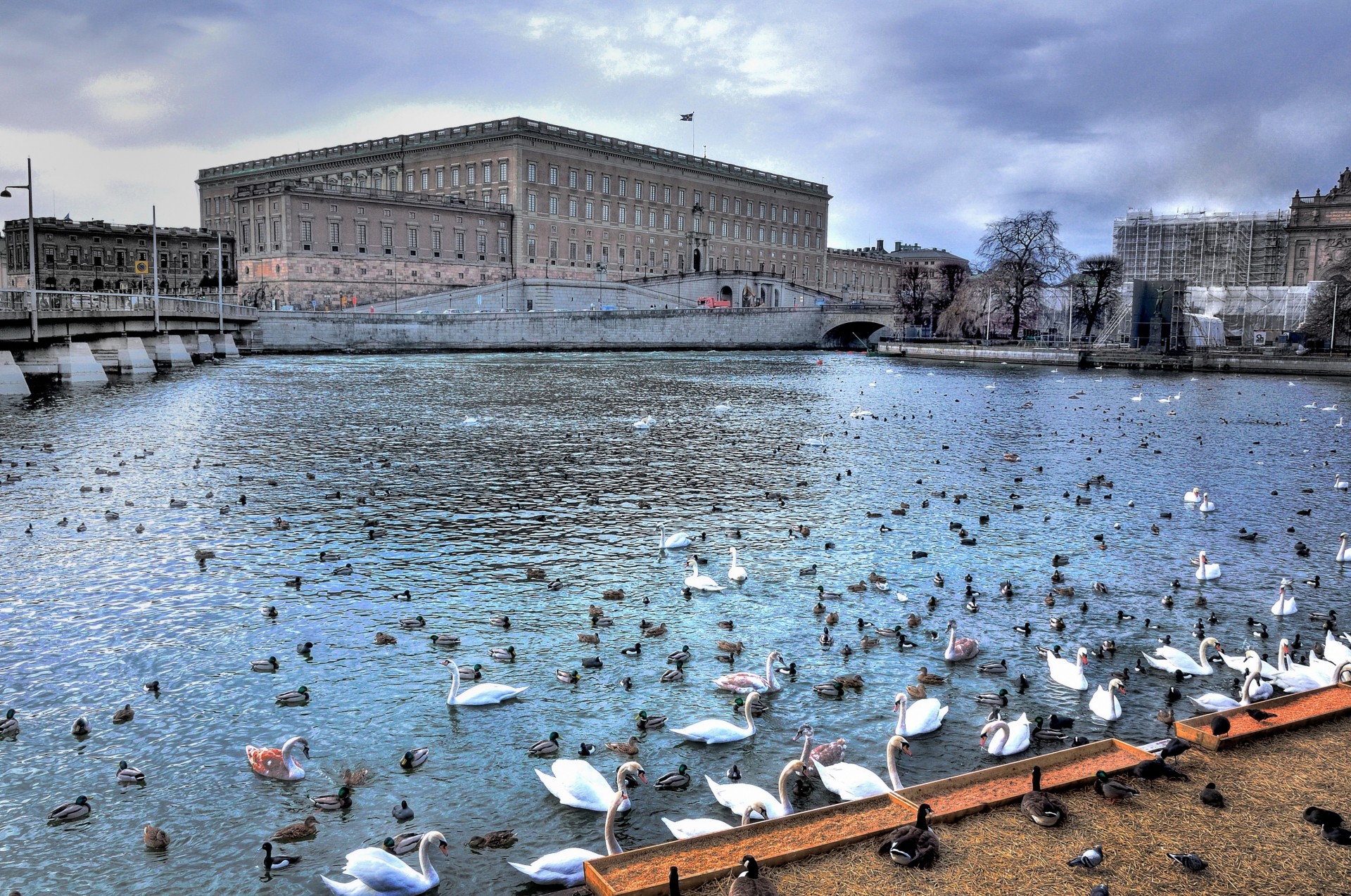 teich stockholm schwäne