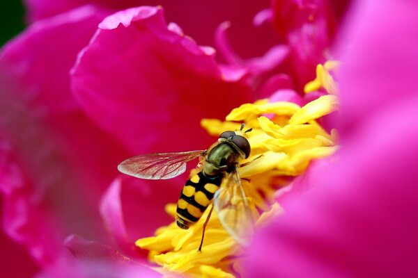 Una abeja recoge polen en una flor rosa