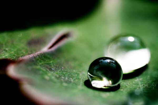 Gotas de rocío en una hoja verde