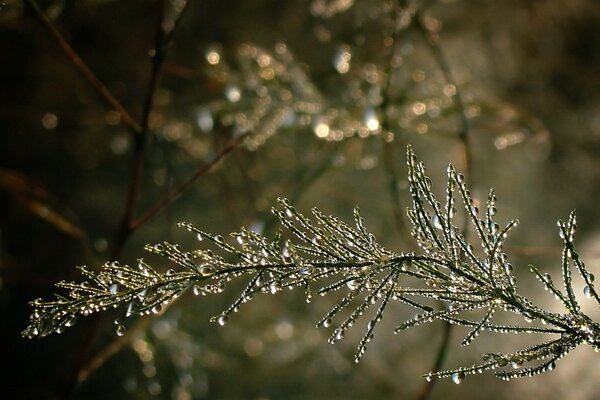 Drops on the branches of trees