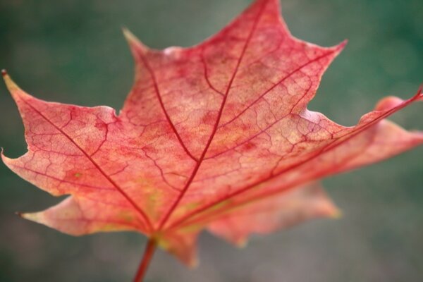 Hoja roja sobre fondo de otoño