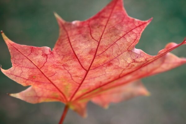 Czerwony liść na jesiennym tle