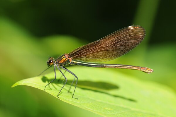 Libellule orange sur une feuille verte