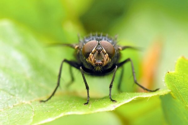 Mosca sulla foglia verde dell albero