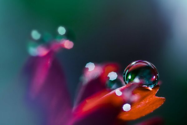 Schöner Wassertropfen auf einem Blumenblatt