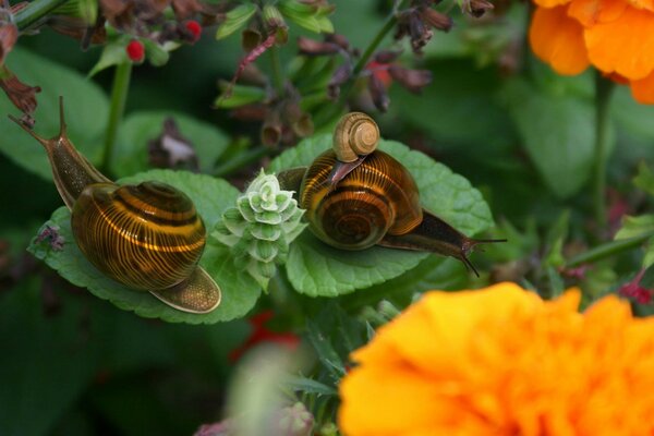 Snails sit on two leaves among flowers